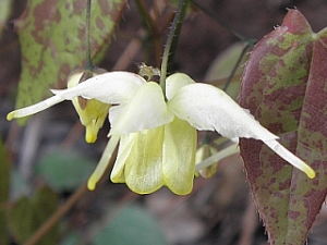 E.Flowers_of_Sulphur_3x2.jpg