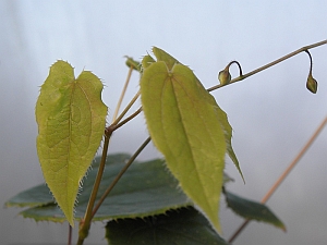 E.baoijingense_03_3x2.jpg