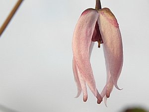 E.brachyrrhizum_cpc940447_bud_3x2.jpg