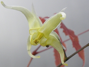 E.ilicifolium2_3x2.jpg