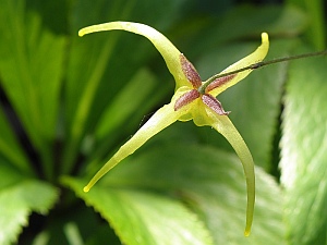 E.membranaceum01_3x2.jpg