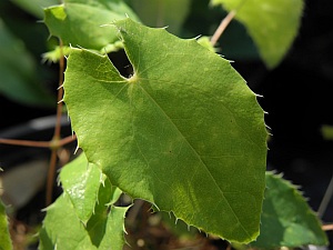 E.membranaceum02_3x2.jpg