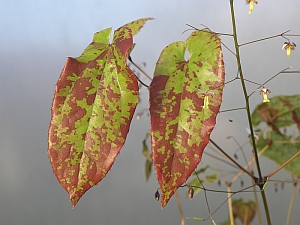 E.myrianthum_1641_3x2.jpg