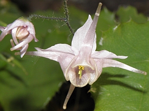 E.pauciflorum2_3x2.jpg