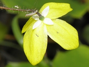 E.platypetalum_3x2.jpg