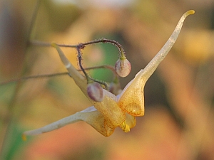 E.rhiz.x.wush.AndreC_1_3x2.jpg