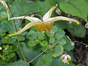 E.rhiz.x.wush.Bieke2_3x2.jpg