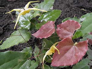 E.rhiz.x.wush5_3x2.jpg