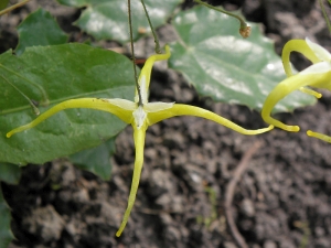 E.rhizomatosum4_3x2.jpg