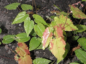 E.rhizomatosum_3x2.jpg
