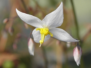 E.stellulatum.Long%20leafed_Form2_3x2.jpg