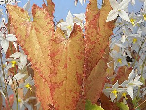 E.stellulatum.Long%20leafed_Form_03_3x2.jpg