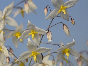 E.stellulatum.Long%20leafed_Form_04_3x2.jpg