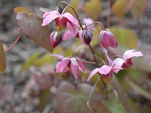 E.versicolor_Cherry_Tart_flower01_3x2.jpg