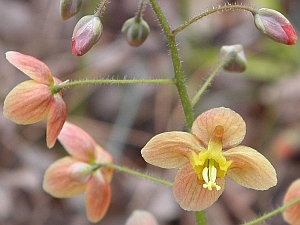 E.warleyense.Orangek%C3%B6niginb_3x2.jpg