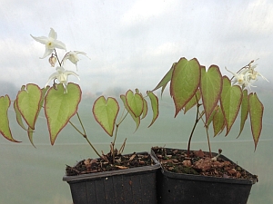 foto: comparing Epimedium sempervirens 'Candy Hearts' with Epimedium 'Akakage'