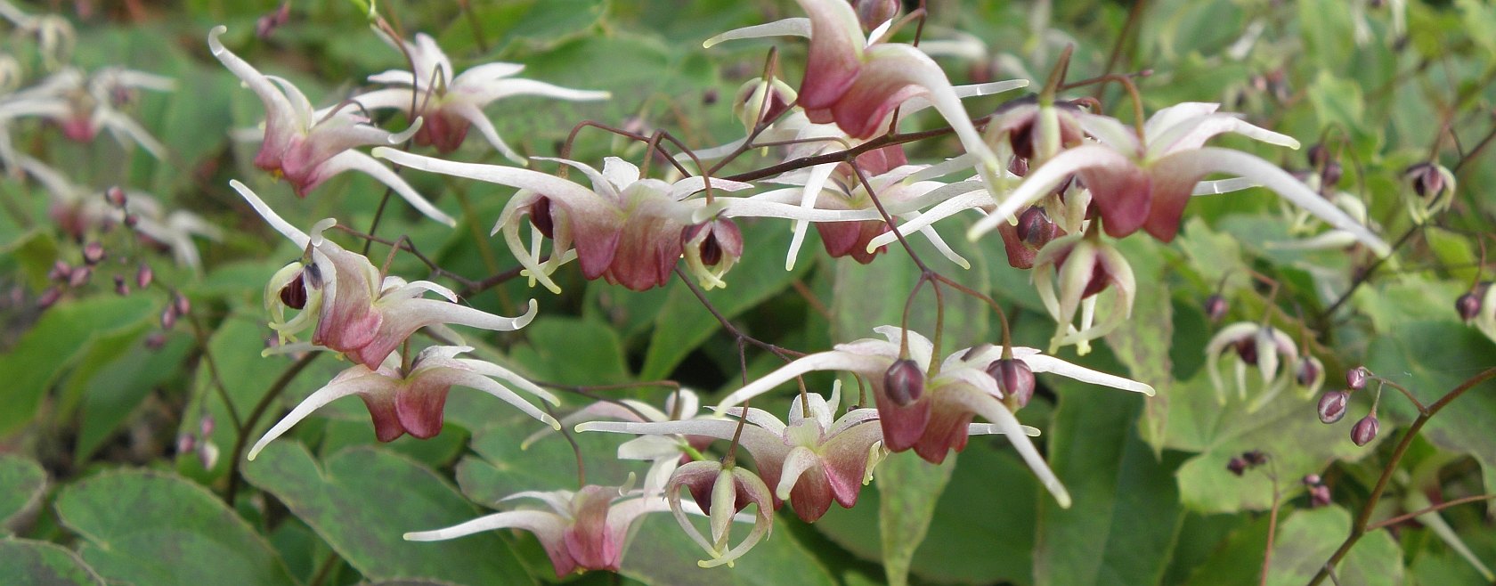 Epimedium 'Domino'